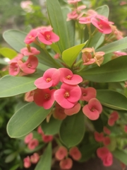 Euphorbia milii
