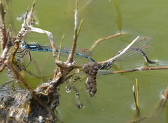 Austrolestes annulosus