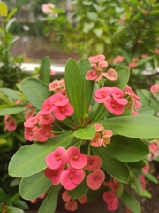 Euphorbia milii