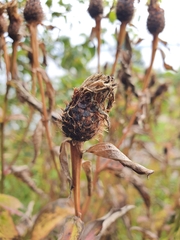 Centaurea phrygia phrygia