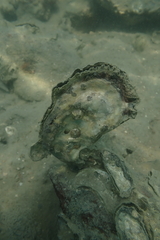 Ostreidae