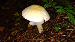 Agaricaceae