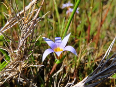 Romulea tabularis