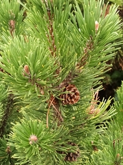 Pinus mugo