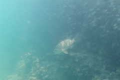 Lutjanus argentimaculatus