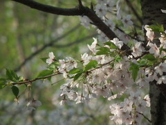 Cerasus