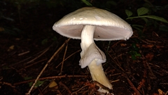 Agaricaceae