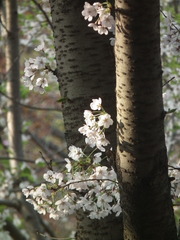 Cerasus