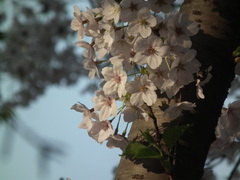 Cerasus