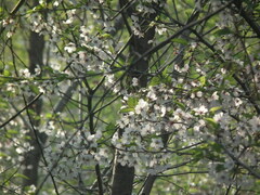 Cerasus