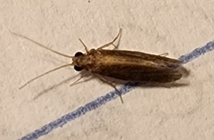Polycentropodidae