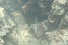 Lutjanus russellii