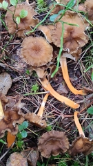 Craterellus lutescens