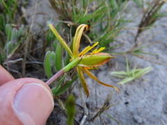 Pauridia linearis