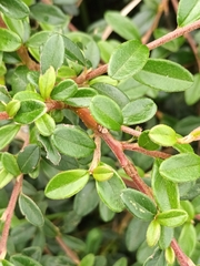 Cotoneaster × suecicus