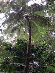 Cyatheales