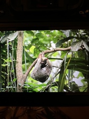 Galeopterus variegatus