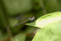 Onychargia atrocyana