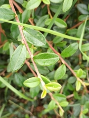 Cotoneaster × suecicus