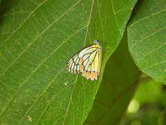 Delias eucharis