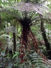 Cyatheales