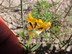 Nemesia strumosa