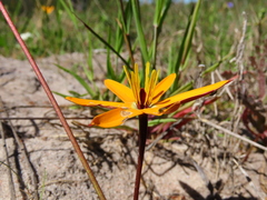 Pauridia linearis