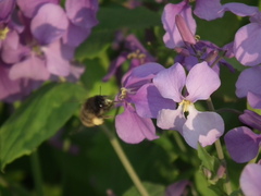 Anthophila