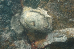 Ostreidae