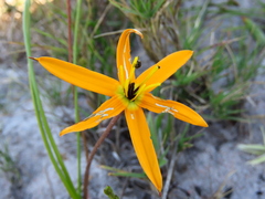 Pauridia linearis