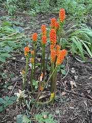 Arum maculatum
