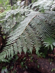 Cyatheales