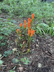 Arum maculatum