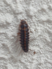 Bostrichoidea