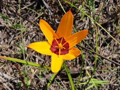 Pauridia canaliculata