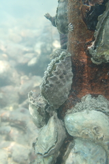Ostreidae