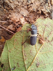 Chauliognathus tripartitus