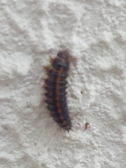 Bostrichoidea
