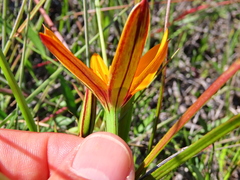 Pauridia canaliculata