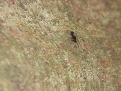 Odontomachus simillimus