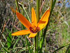 Pauridia canaliculata
