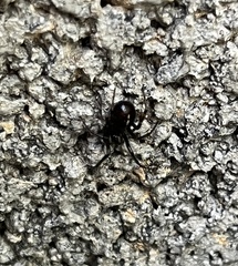Latrodectus variolus
