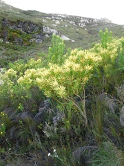 Leucadendron microcephalum