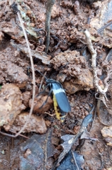 Chauliognathus tripartitus