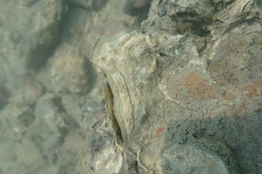 Ostreidae