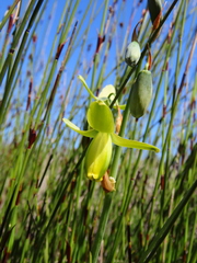 Albuca cooperi