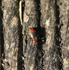 Cerapheles terminatus