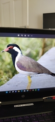 Vanellus indicus