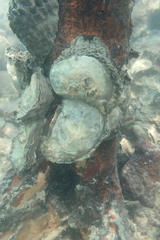 Ostreidae