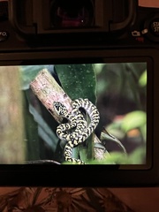 Tropidolaemus wagleri